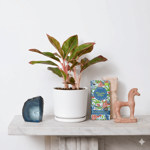 Aglaonema Sp (wishes) - Greensouq - 