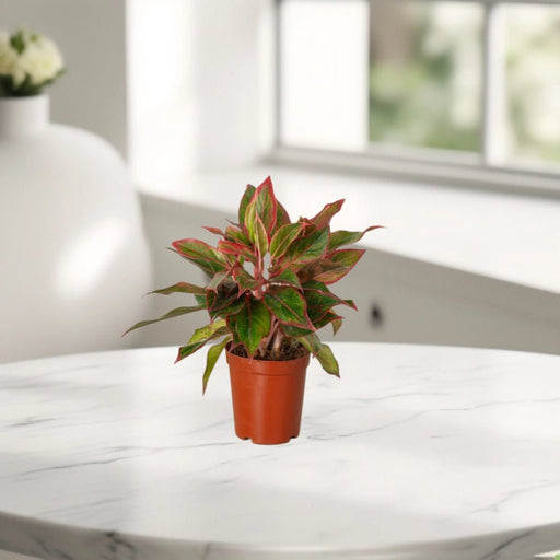 Aglaonema Sp (wishes) - Greensouq - 