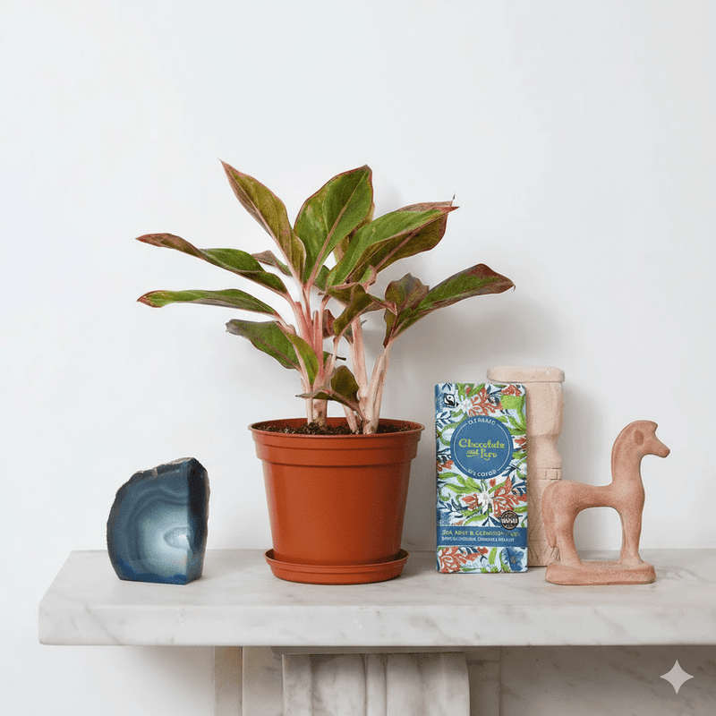 Aglaonema Sp (wishes) - Greensouq - 