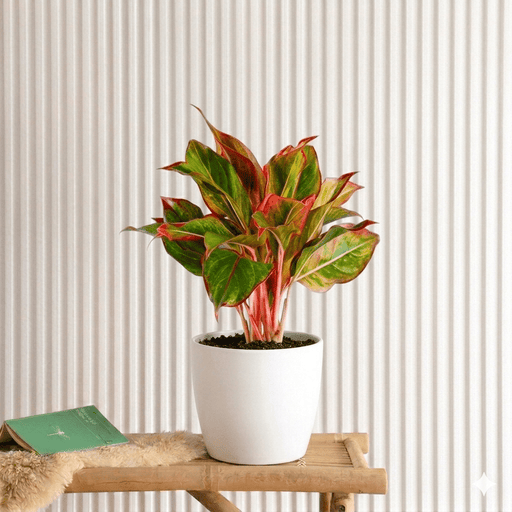 Aglaonema Sp (wishes) | Dubai's Top Plants! - Greensouq - 