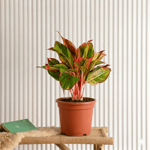 Aglaonema Sp (wishes) | Dubai's Top Plants! - Greensouq - 