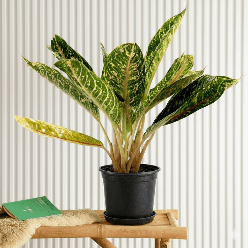 Aglaonema Mix | Aglaonema spp 25 - 30cm - Greensouq -
