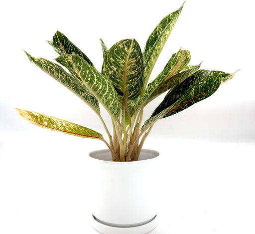 Aglaonema spp | Aglaomema Mix 25 - 30cm - Greensouq - 