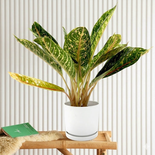 Aglaonema spp | Aglaomema Mix 25 - 30cm - Greensouq - 