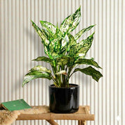 Aglonema Snow White| Dubai's Top Plants! 20 - 30cm - Greensouq - 