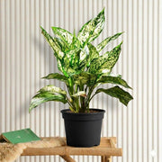 Aglonema Snow White| Dubai's Top Plants! 20 - 30cm - Greensouq - 