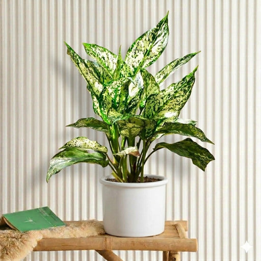 Aglonema Snow White| Dubai's Top Plants! 20 - 30cm - Greensouq - 