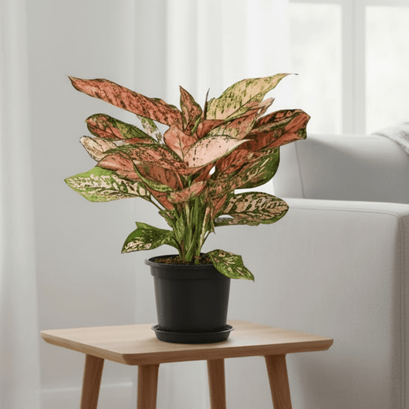 Aglonema sp ( Lady Valentine) - Greensouq - 