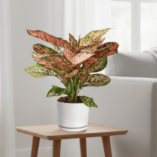 Aglonema sp ( Lady Valentine) - Greensouq - 