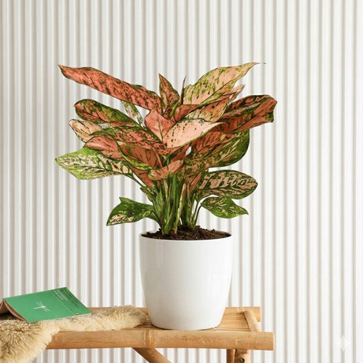 Aglonema sp (Lady Valentine) | Dubai's Top Plants! - Greensouq - 