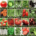 Agrimax Herbs and Vegetables Seeds Bundle 20 - Greensouq - 