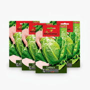 Agrimax Lettuce Seeds | Dubai Garden Supplies! - Greensouq - 