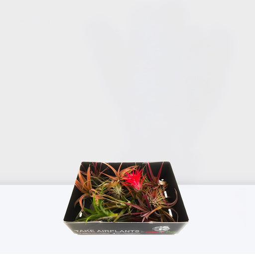 Air Plant 4 - 10cm - Greensouq - 