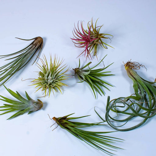 Air Plant 4 - 10cm - Greensouq - 