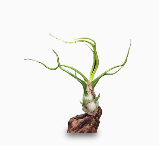 Bulbous Air Plant or Tillandsia bulbosa - Greensouq -
