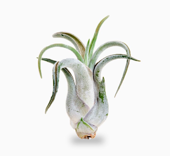 Air Plant Tillandsia Caput - Medusae - Greensouq - 