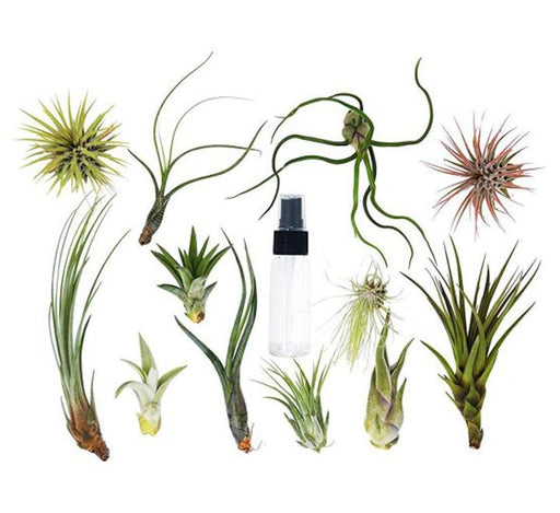 Air Plants Tillandsia Assorted in Transparent pot "Terrarium" 3 - 4cm - Greensouq - 