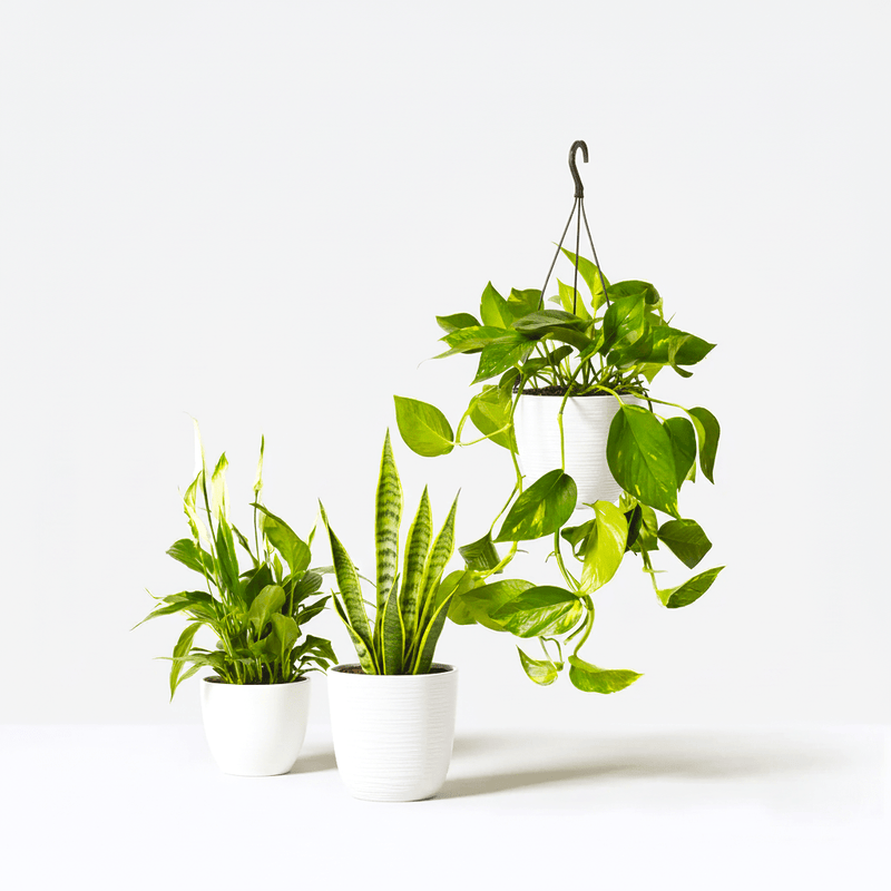 Air - Purifying Indoor Plant Trio| Beginner's starter Kit (Peace Lily 30 - 40cm, Snake Plant 25 - 35cm & Variegated Money Plant 10 - 20cm) - Greensouq - 