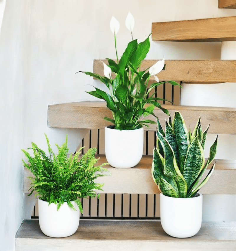 Air Purifying Large Plants Bundle in White Ceramics Pot Small (Peace Lily 80 - 100cm, Boston Fern 40 - 50cm, Snake Plant 60 - 80cm) - Greensouq - 