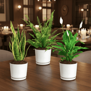 Air Purifying Plants Bundle 20-30cm (Boston Fern, Snake Plant, Peace Lily) in White Ceramics Pot - Greensouq -
