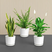 Air Purifying Plants Bundle (Boston Fern 20 - 25cm, Snake Plant 20 - 25 cm, Peace Lily 30 - 40 cm ) - Greensouq - 