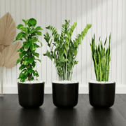 Air Purifying Plants Premium Bundle (The Snake Plant60 - 80, Money Plant 100 - 120, ZZ Plant60 - 80cm) - Greensouq - 