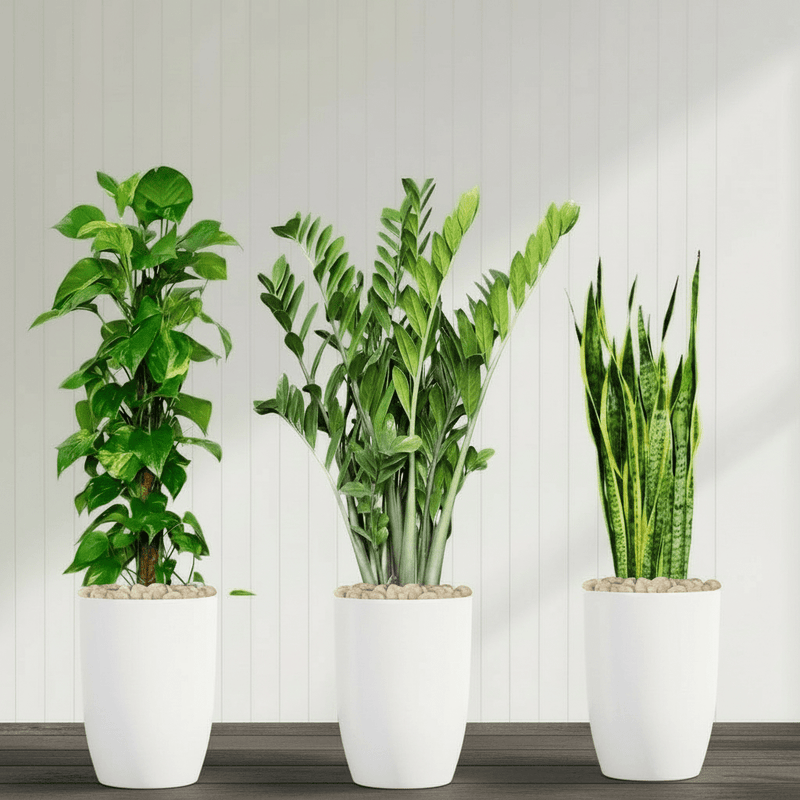 Air Purifying Plants Premium Bundle (The Snake Plant60 - 80, Money Plant 100 - 120, ZZ Plant60 - 80cm) - Greensouq - 