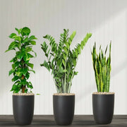 Air Purifying Plants Premium Bundle (The Snake Plant60 - 80, Money Plant 100 - 120, ZZ Plant60 - 80cm) - Greensouq - 