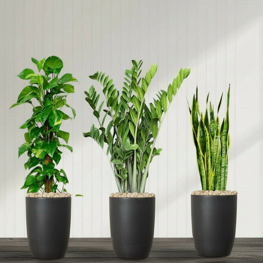 Air Purifying Plants Premium Bundle (The Snake Plant60 - 80, Money Plant 100 - 120, ZZ Plant60 - 80cm) - Greensouq - 