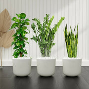 Air Purifying Plants Premium Bundle (The Snake Plant60 - 80, Money Plant 100 - 120, ZZ Plant60 - 80cm) - Greensouq - 