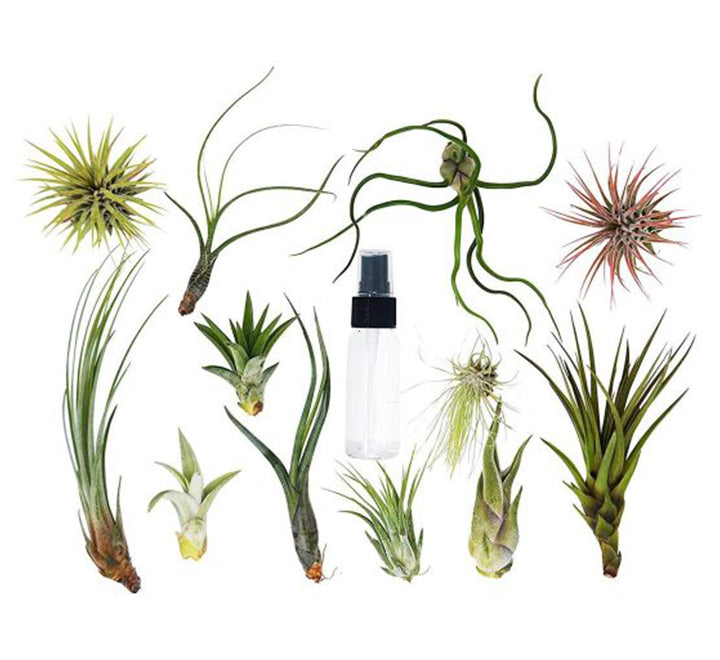 Air Plants Assorted 4-10cm
