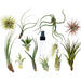 Air Plants Assorted 4-10cm