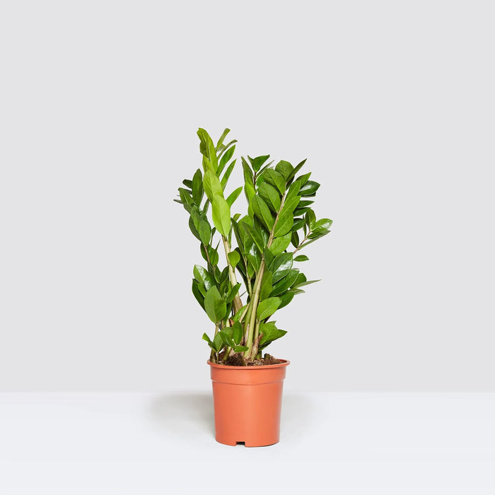Zamioculcas Zamiifolia