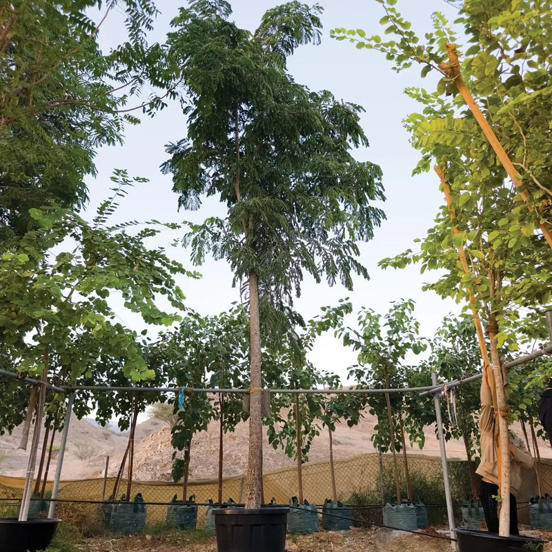 Albizia Lebbeck "Lebbek tree or Frywood" 4.0 to 4.5m Height Trunk dia 80mm - Greensouq - 
