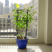 Allamanda Cathartica or Golden Trumpet 70 - 90cm - Greensouq - 