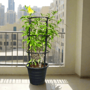 Allamanda Cathartica or Golden Trumpet 70 - 90cm - Greensouq - 