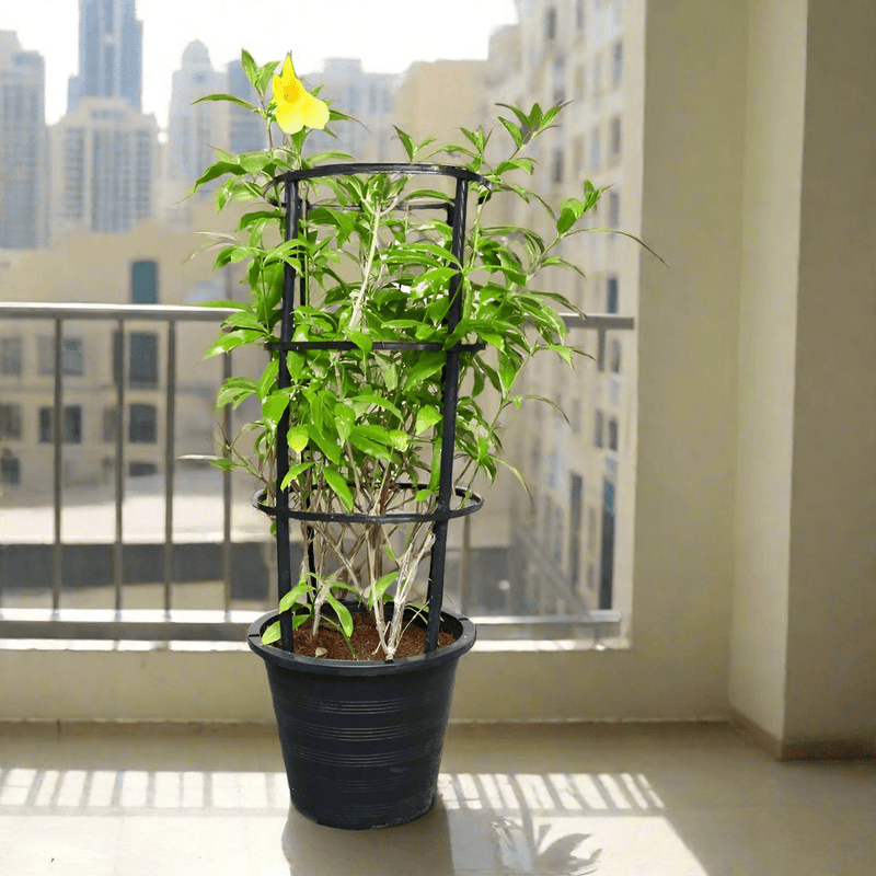 Allamanda Cathartica or Golden Trumpet 70 - 90cm - Greensouq - 