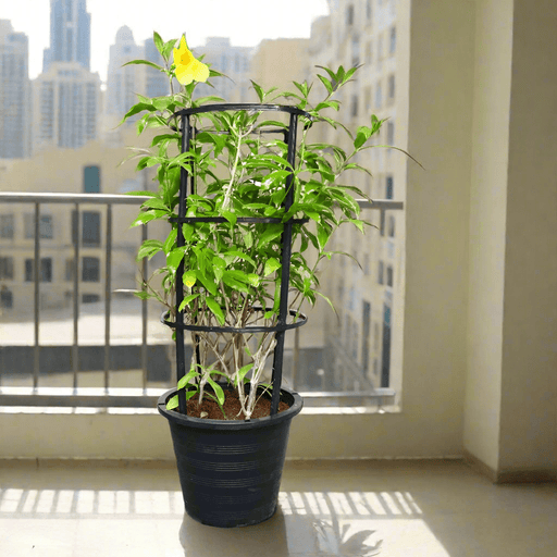 Allamanda Cathartica or Golden Trumpet 70 - 90cm - Greensouq - 