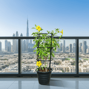 Allamanda Cathartica or Golden Trumpet 70 - 90cm - Greensouq - 