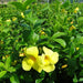 Allamanda Cathartica or Golden Trumpet 70 - 90cm - Greensouq - 