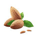 Almond Tree (Almendro) 1.2 - 1.5m - Greensouq - 
