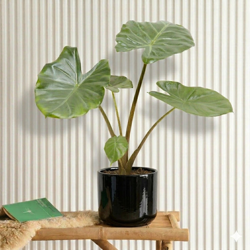 Alocasia California Elephant Ear Plant 40 - 60cm - Greensouq - 