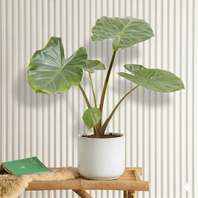 Alocasia California Elephant Ear Plant 40 - 60cm - Greensouq - 