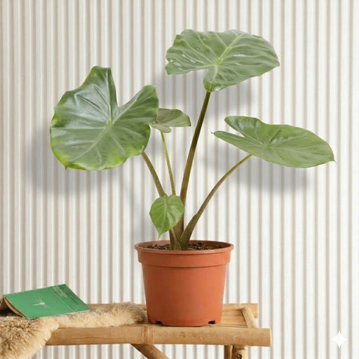 Alocasia California Elephant Ear Plant 40 - 60cm - Greensouq - 