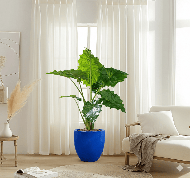 Alocasia California Elephant Ear Plant80 - 100cm - Greensouq - 