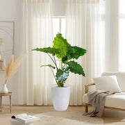 Alocasia California Elephant Ear Plant80 - 100cm - Greensouq - 