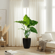 Alocasia California Elephant Ear Plant80 - 100cm - Greensouq - 