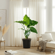Alocasia California Elephant Ear Plant80 - 100cm - Greensouq - 