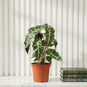 Alocasia "Polly" - Greensouq - 