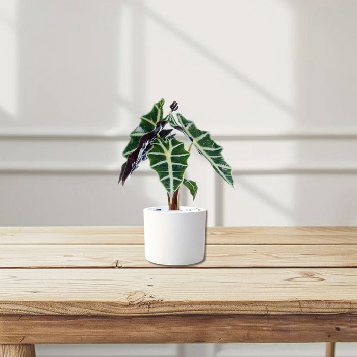 Alocasia "Polly" - Greensouq - 
